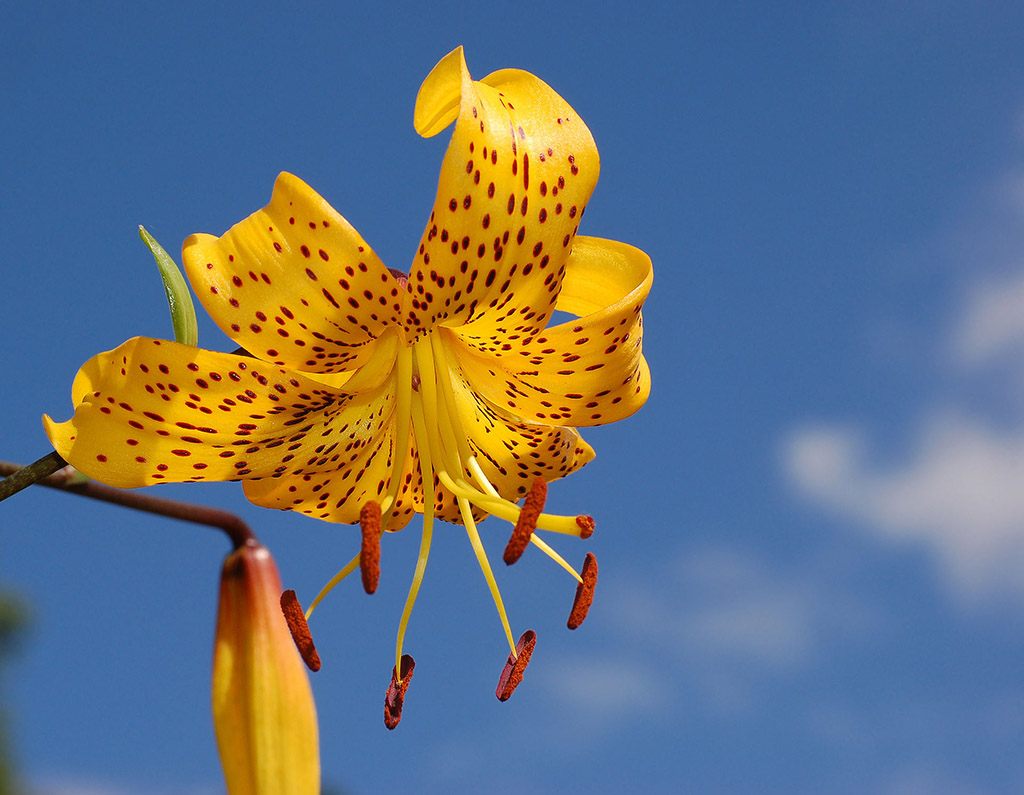 citronella lily