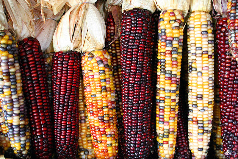 dried corn