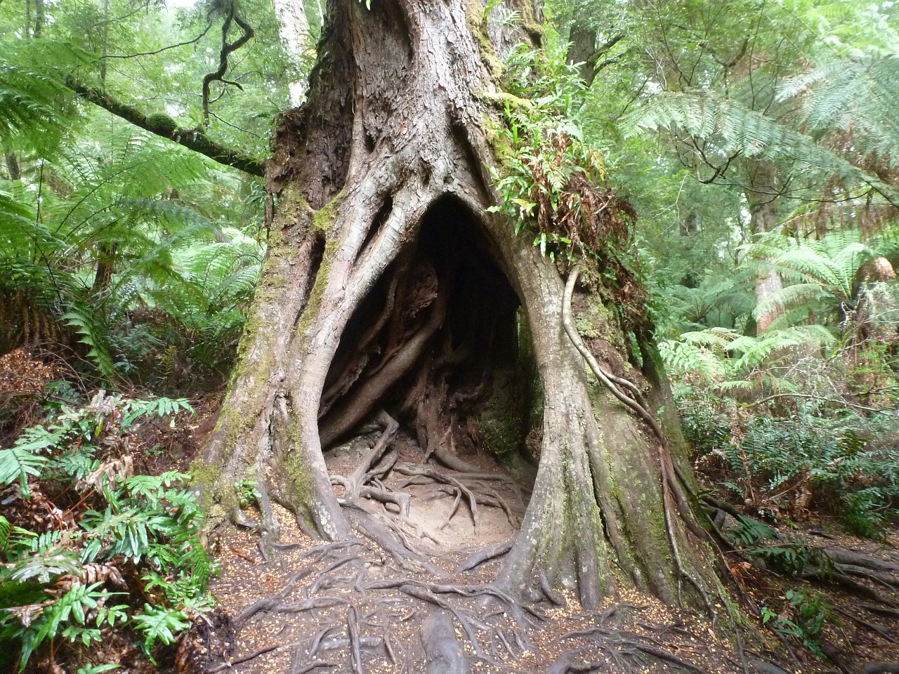 hollow in base of large tree