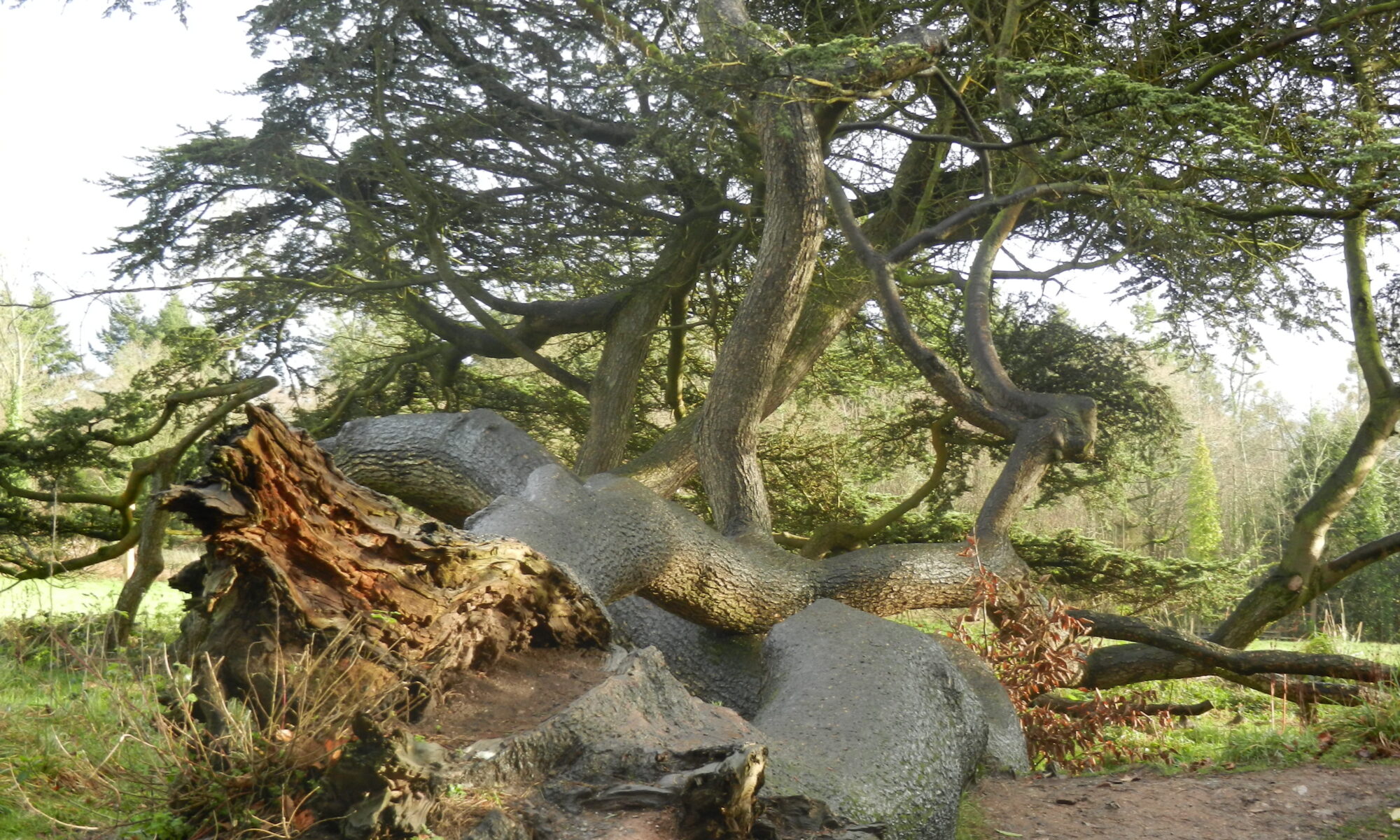 partially uprooted tree