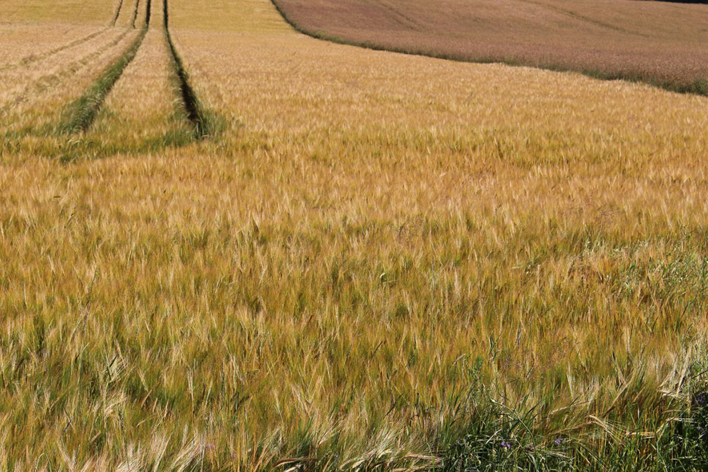 barley field