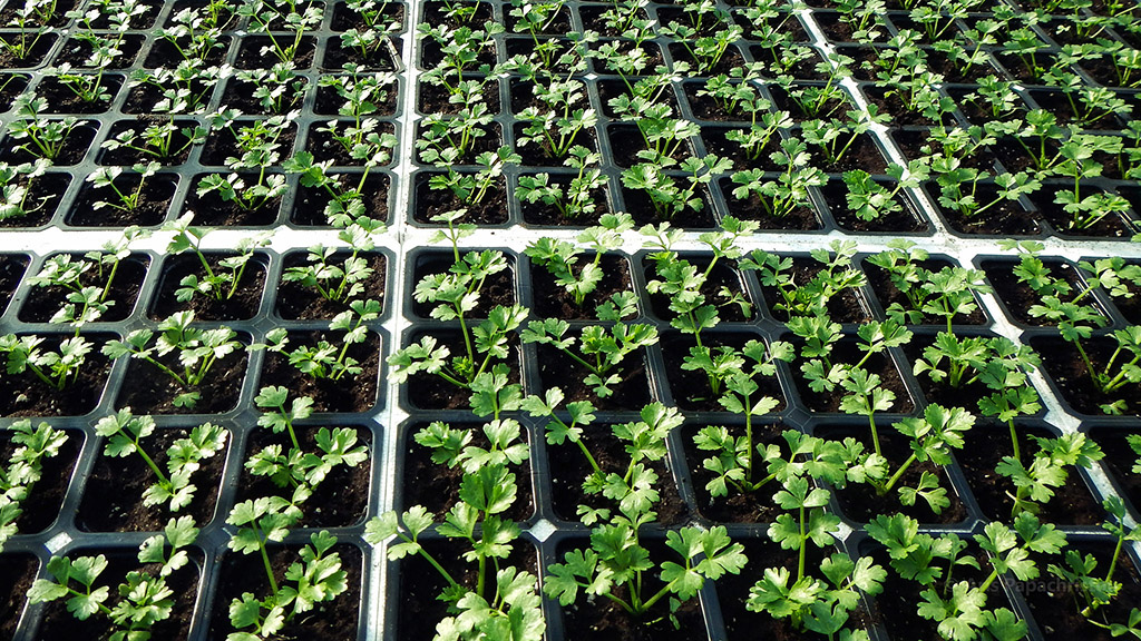 celery seedlings