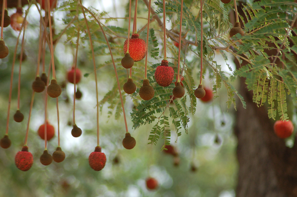 dawadawa tree