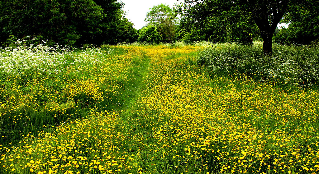 flowering meadow