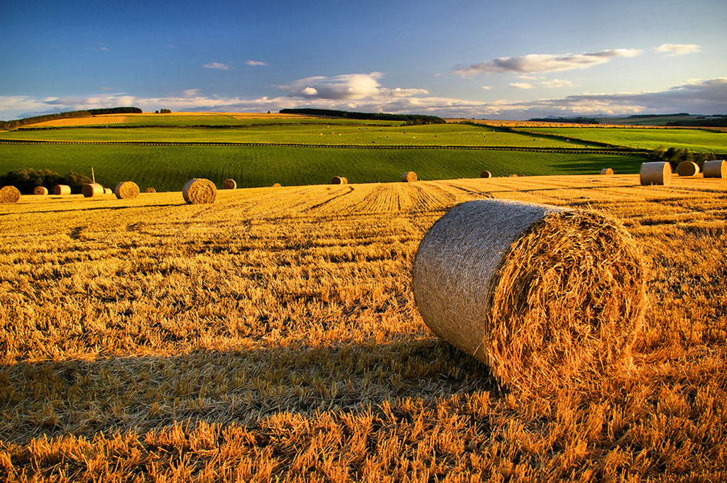 fields at sunset