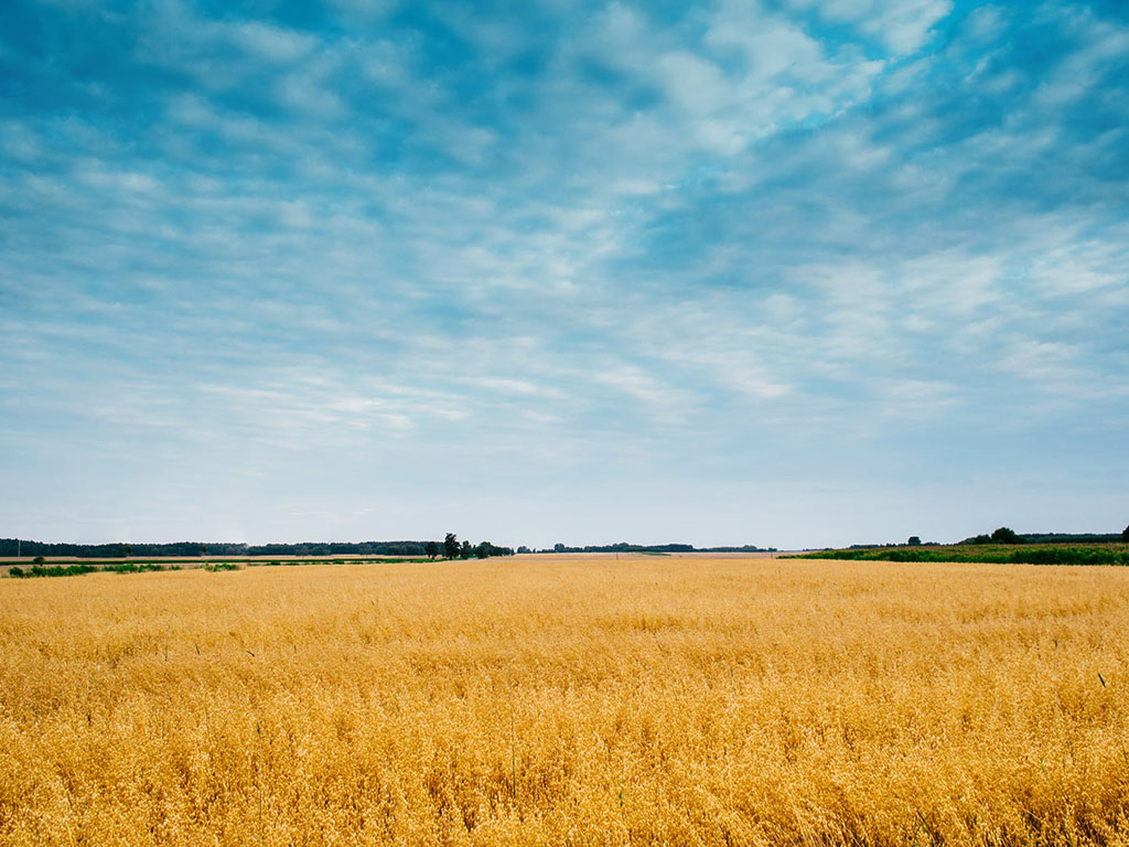 golden field