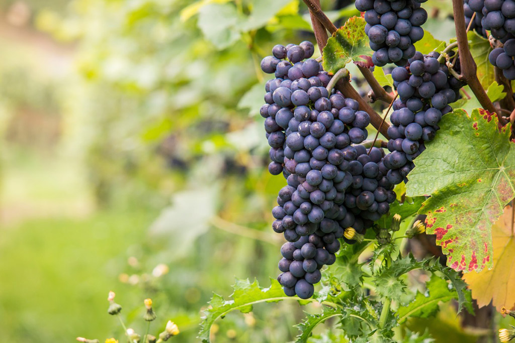 grapes on vine