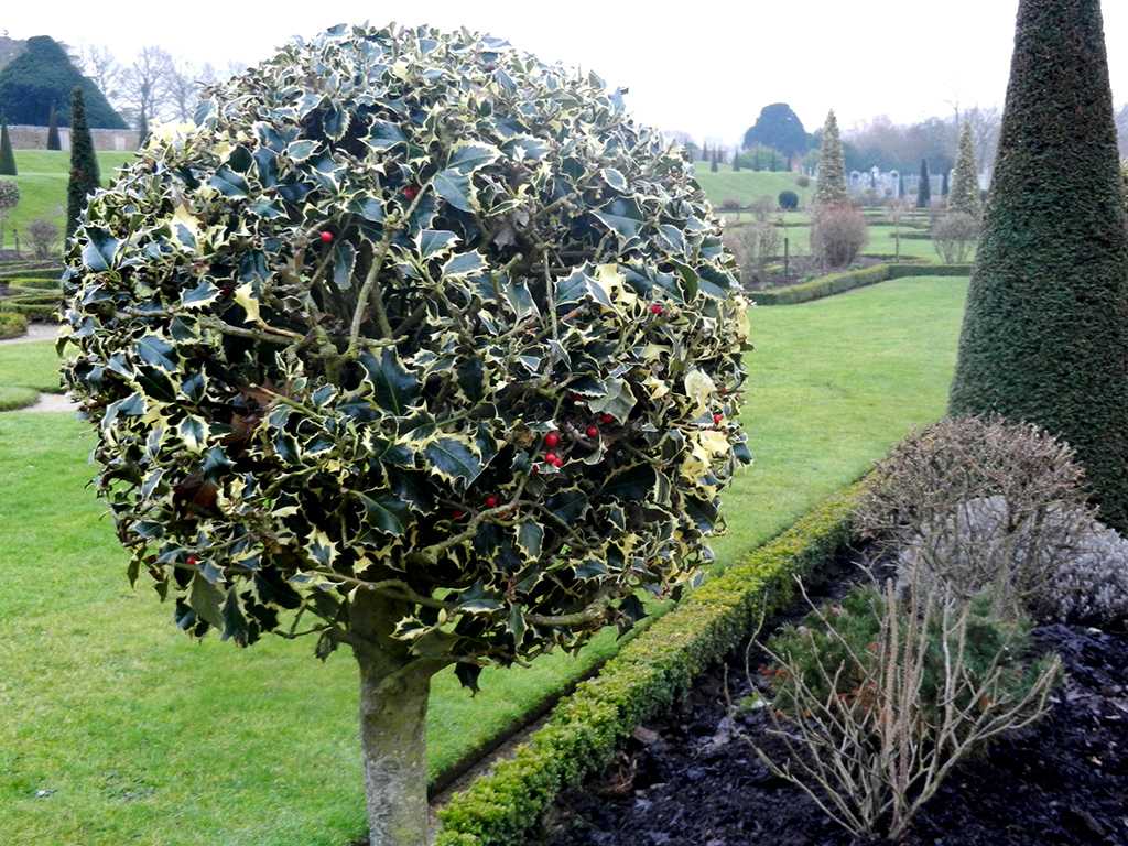 topiary