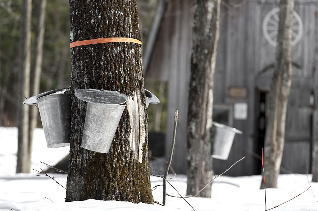 buckets on trees for collecting maple syrup