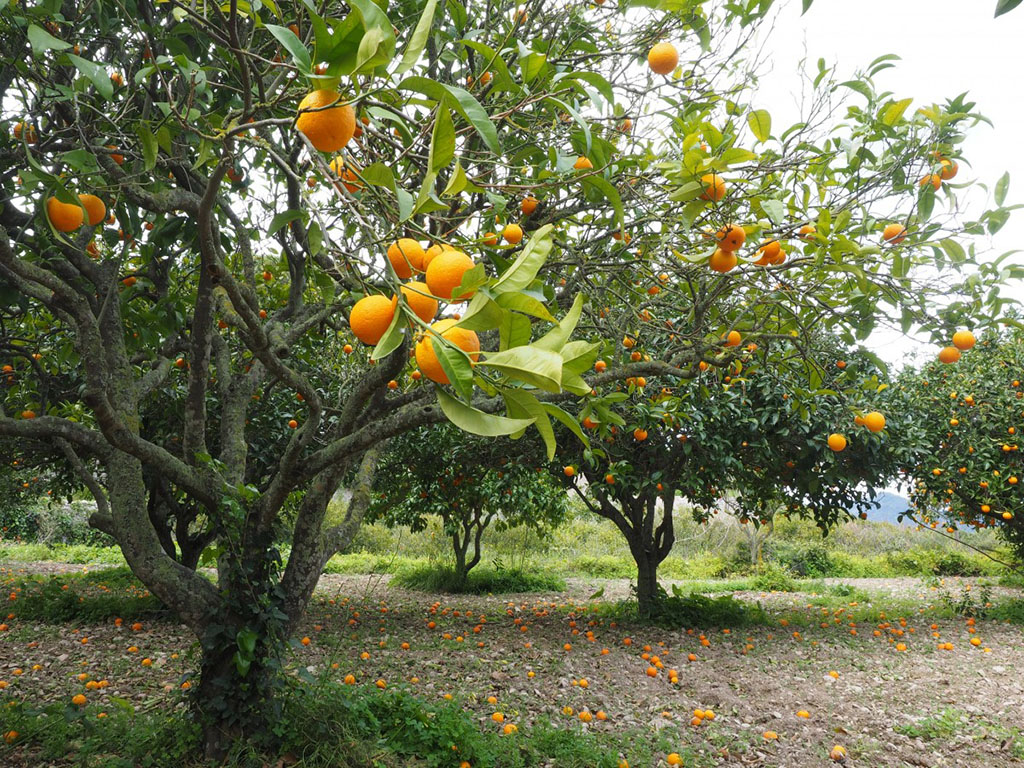 orange trees