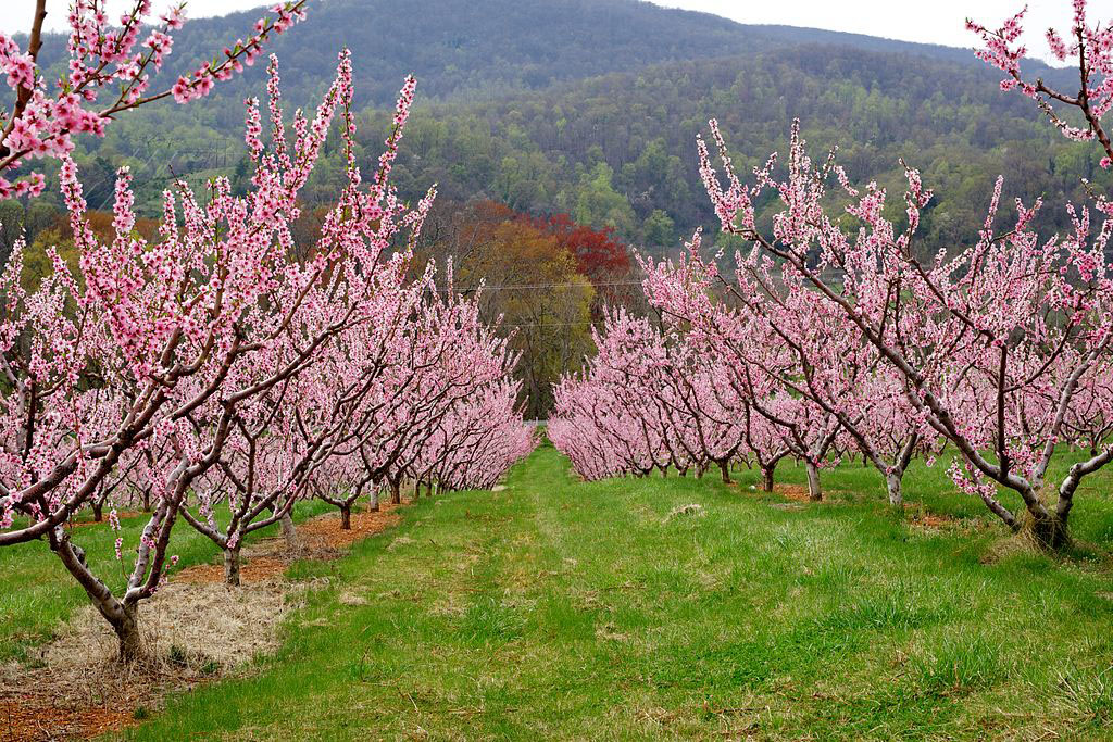 blooming peach orchard