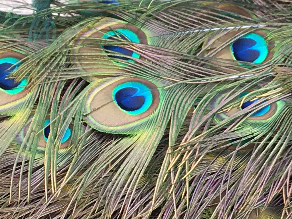 peacock feathers