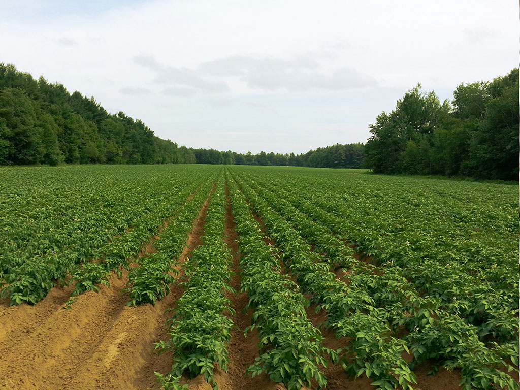 potato fields