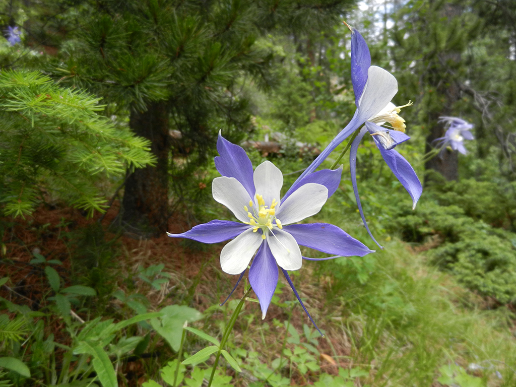 flower in the forest