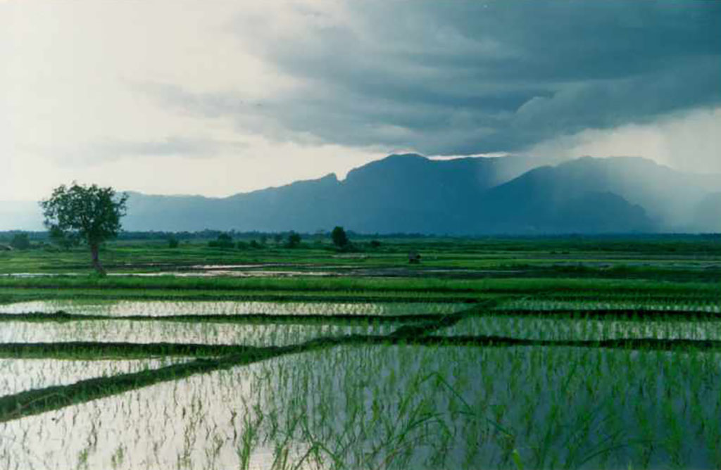 rice fields