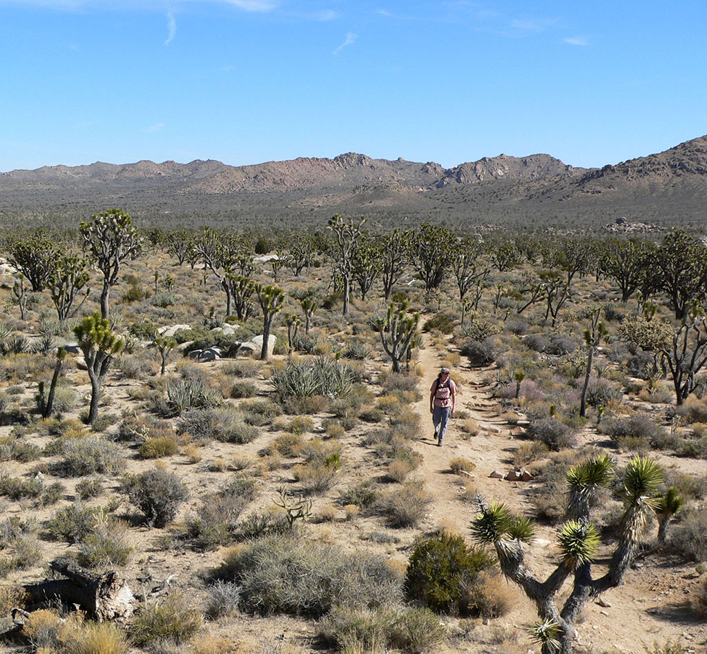 trail in scrub desert