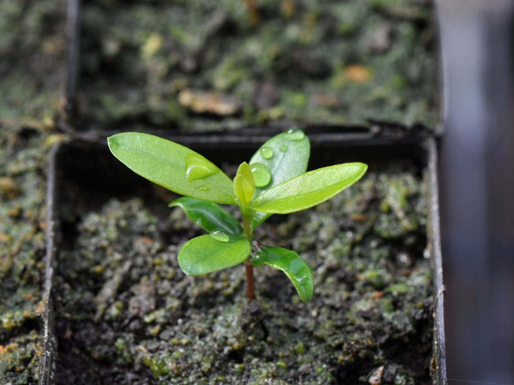 seedling