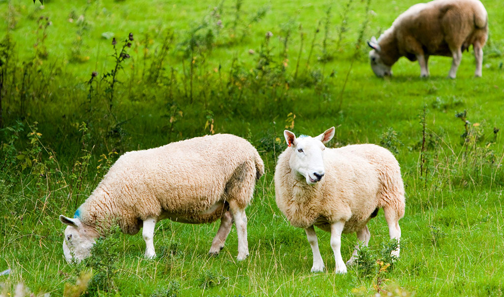 grazing sheep