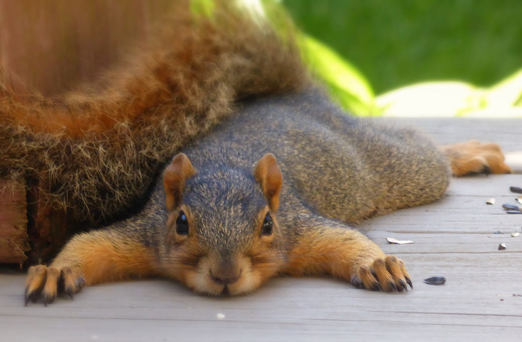 squirrel laying on deck