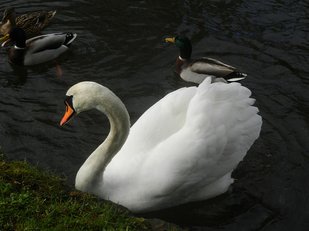 swan