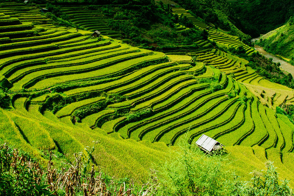 terraced fields