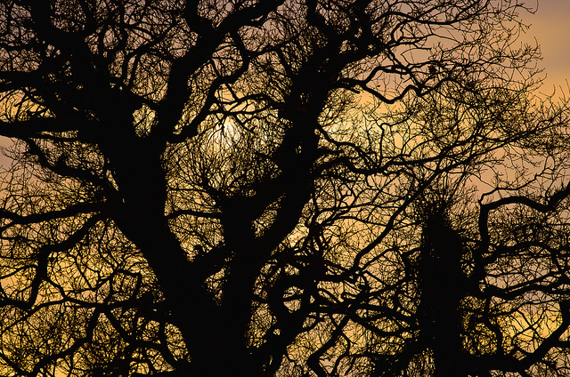 tree silhouetted against sunset sky