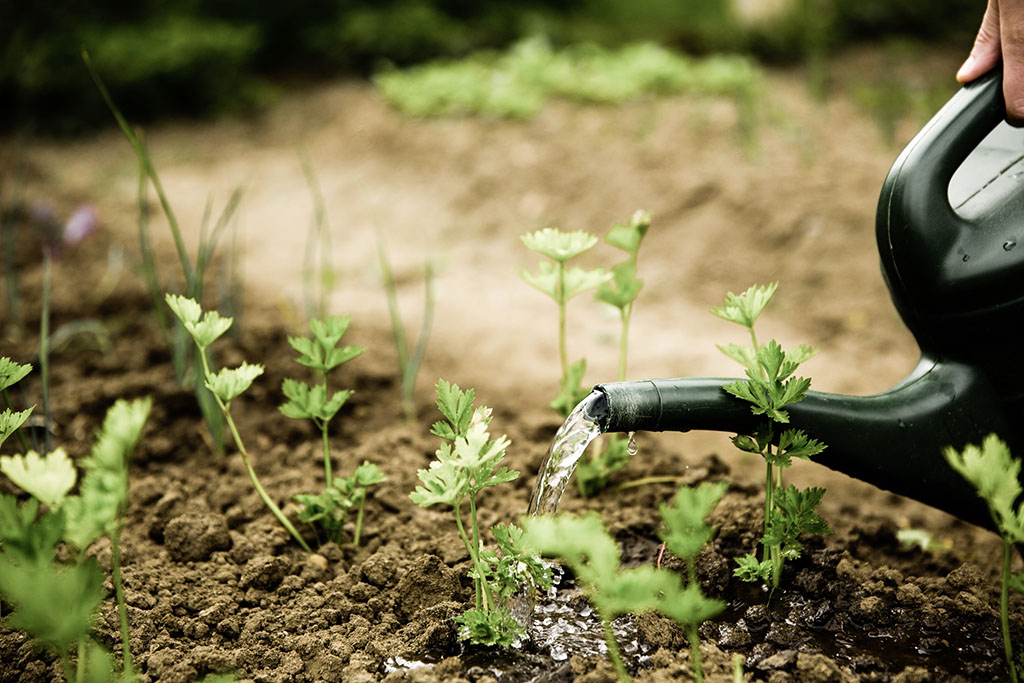 watering a garden