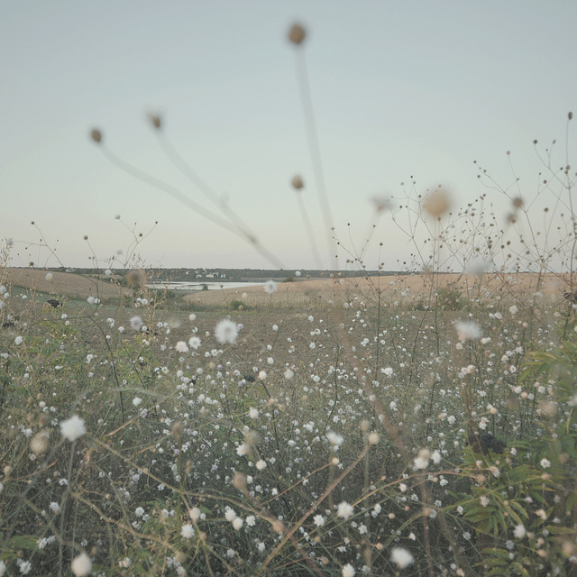 white flowers in landscape