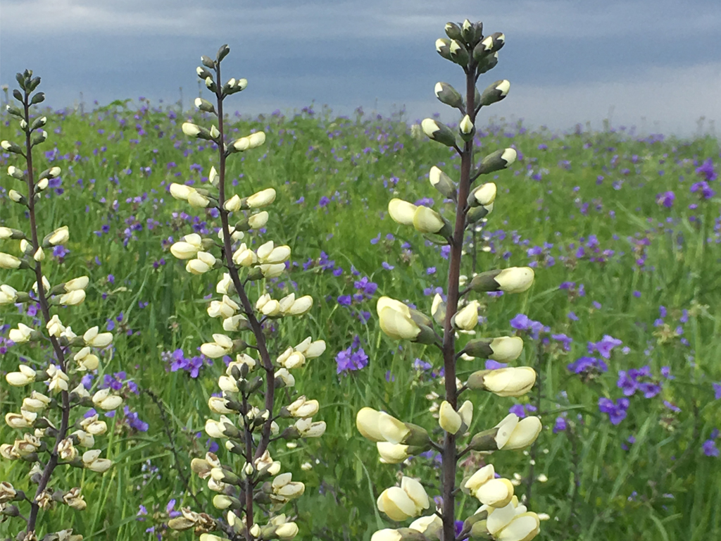 wildflowers in meadow