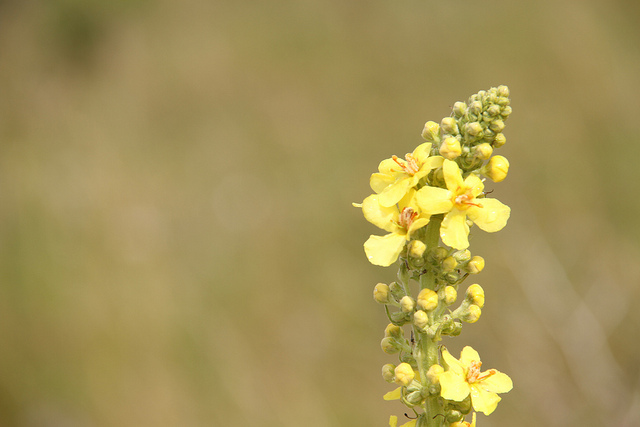 yellow flower